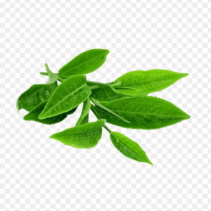 Green Tea شاي أخضر