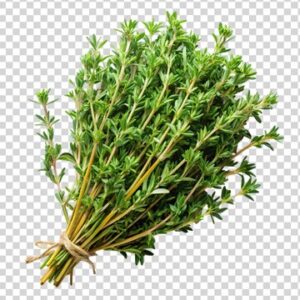Aleppo Thyme زعتر حلبي