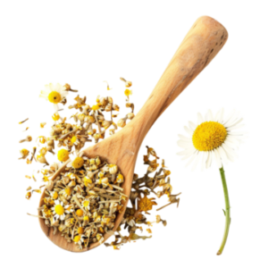Chamomile Flowers بابونج
