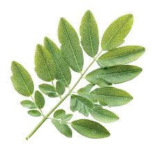 Senna Leaves عشرق