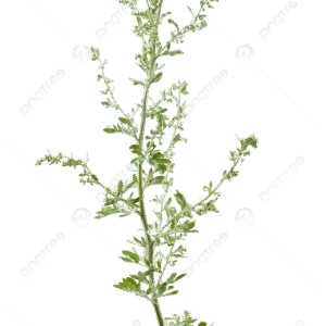 Dried Wormwood Leaves الشيح