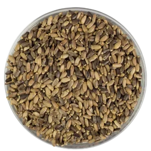 Milk Thistle Seeds شوك الجمل