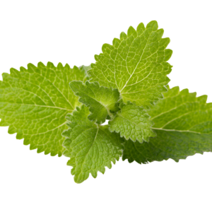 Lemon Balm Leaves ملّيسة