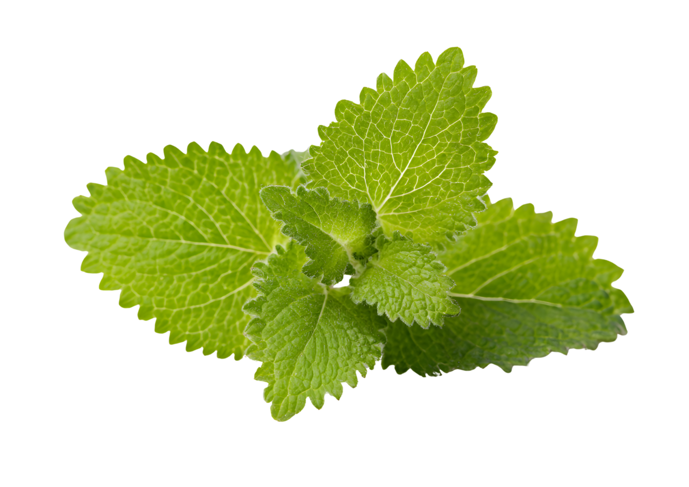 Lemon Balm Leaves ملّيسة