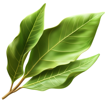 Bay Laurel Oil زيت الغار