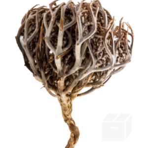 Hand of Mary Herb كف مريم