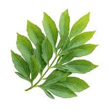 Chasteberry Fruit شجرة العفة