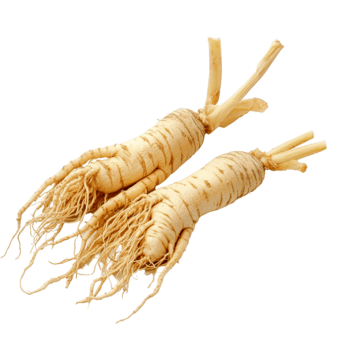 Ginseng Root جينسينغ