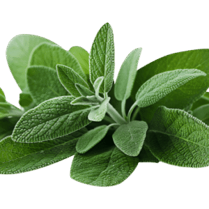 Wild Sage Leaves قصعين بلدي