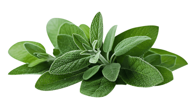 Wild Sage Leaves قصعين بلدي