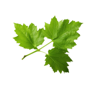 Vine Leaves ورق العنب
